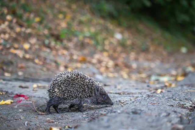 这场交锋不 这场交锋不